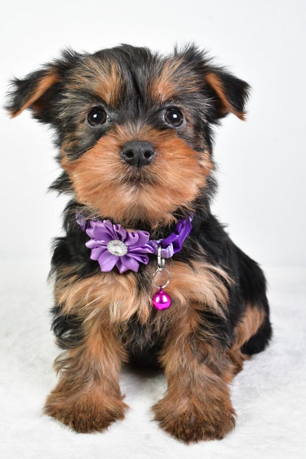 Miss Reagan The Yorkshire Terrier