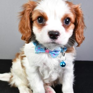 Mr. Skip The Cavalier King Charles