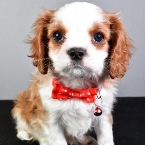 Mr. Spot The Cavalier King Charles