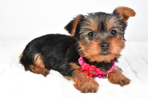 Miss Lacey The Yorkshire Terrier - Image 2