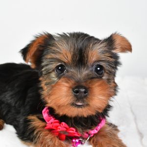 Miss Lacey The Yorkshire Terrier