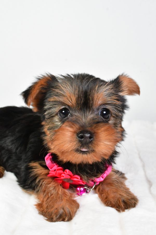 Miss Lacey The Yorkshire Terrier