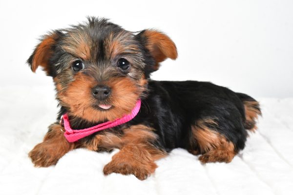 Miss Lacey The Yorkshire Terrier - Image 4