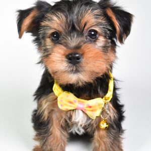 Mr Nickle The Yorkshire Terrier