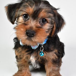 Mr Nash The Yorkshire Terrier