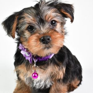 Miss Natasha The Yorkshire Terrier