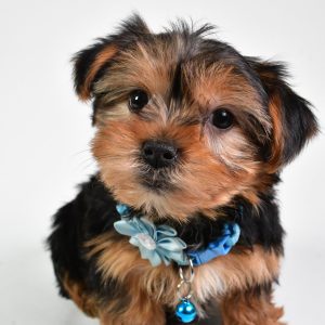 Miss Nicole The Yorkshire Terrier