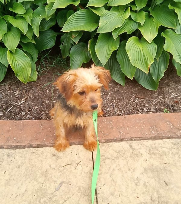 Sally, puppy parent
