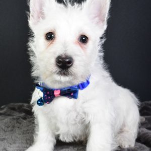 Mr. Benny The West Highland White Terrier