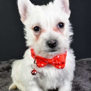 Mr. Bob The West Highland White Terrier