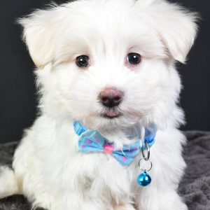 Mr. Gary The Maltese