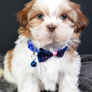 Mr. Hank The Shihtzu