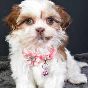 Miss Hailey The Shihtzu