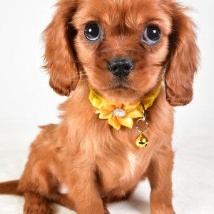 Miss Lilly The Cavalier