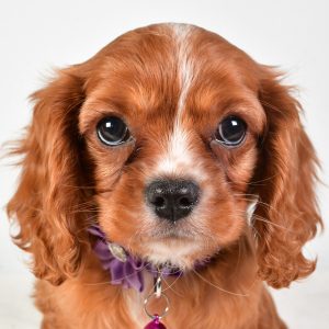 Miss Liza The Cavalier