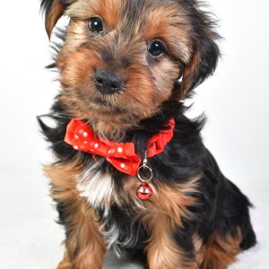Mr. Jeff The Yorkshire Terrier