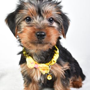 Mr. Jay The Yorkshire Terrier