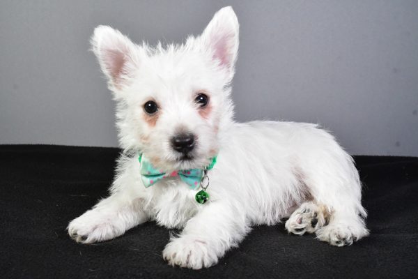 Mr. Esra The West Highland White Terrier - Image 4
