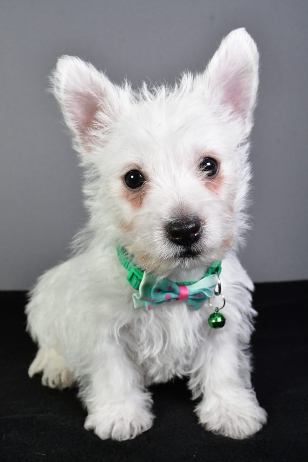 Mr. Esra The West Highland White Terrier