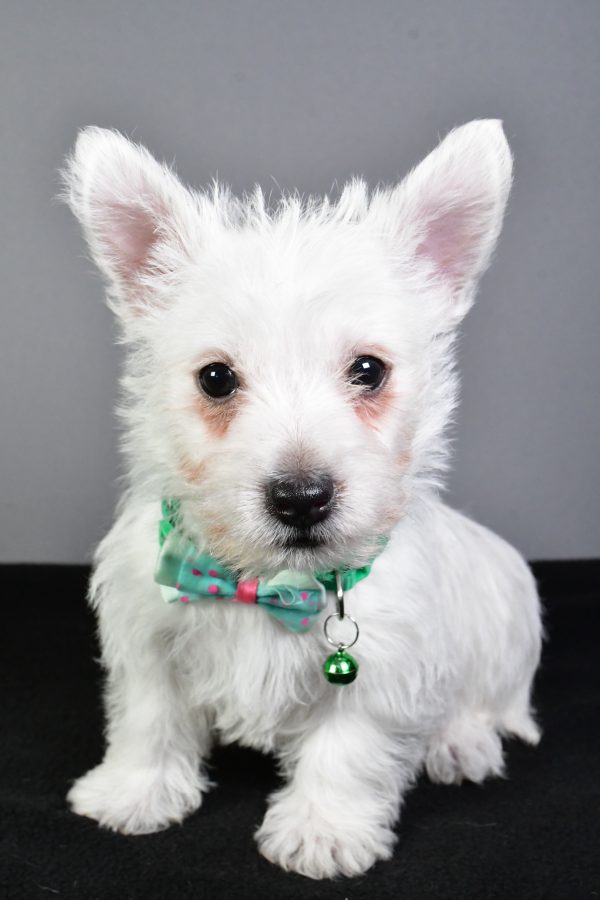 Mr. Esra The West Highland White Terrier - Image 2