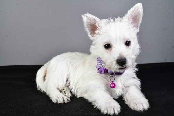 Miss Emmy The West Highland White Terrier - Image 8
