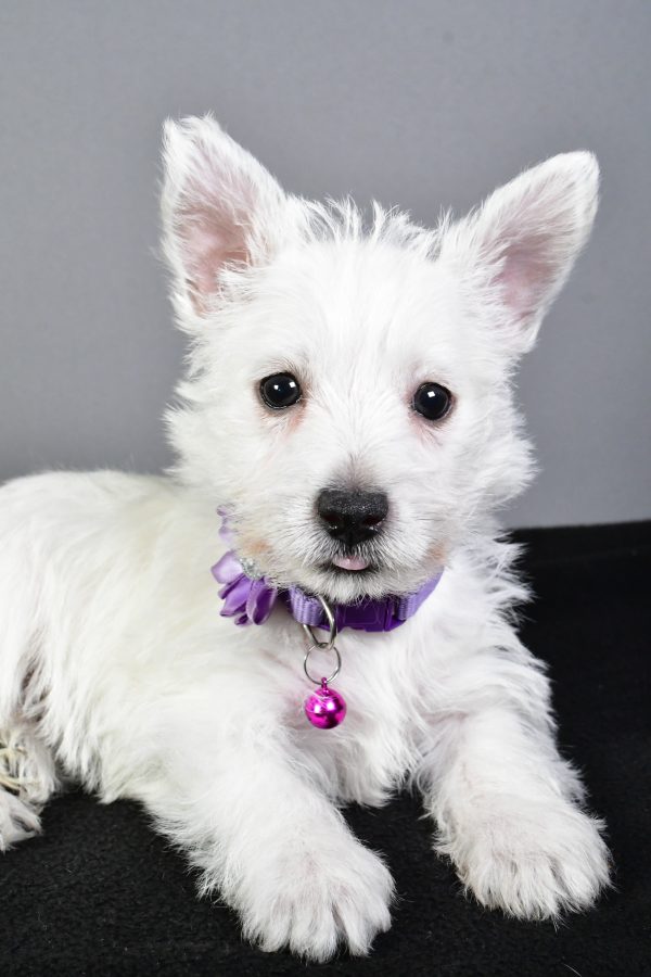 Miss Emmy The West Highland White Terrier - Image 5