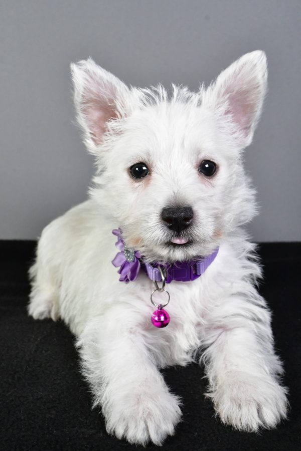 Miss Emmy The West Highland White Terrier - Image 6