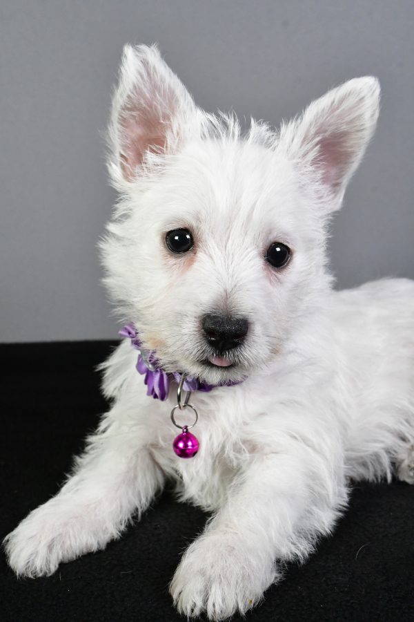 Miss Emmy The West Highland White Terrier - Image 4