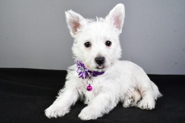 Miss Emmy The West Highland White Terrier - Image 7