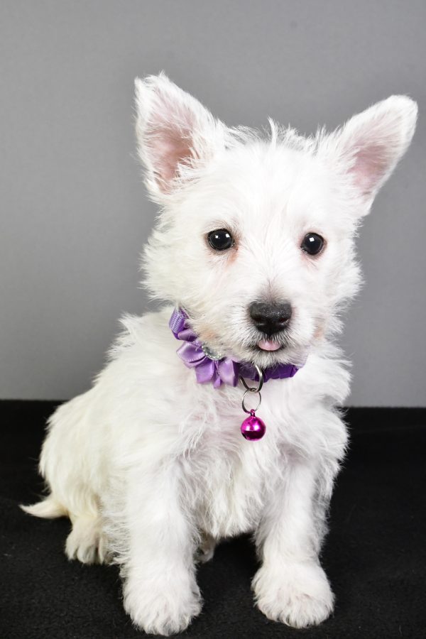 Miss Emmy The West Highland White Terrier - Image 3
