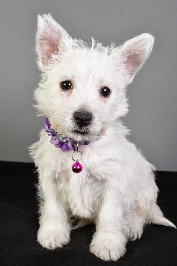 Miss Emmy The West Highland White Terrier - Image 2