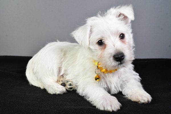 Miss Eva The West Highland White Terrier - Image 7