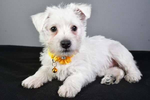 Miss Eva The West Highland White Terrier - Image 6