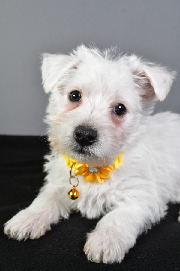 Miss Eva The West Highland White Terrier - Image 4