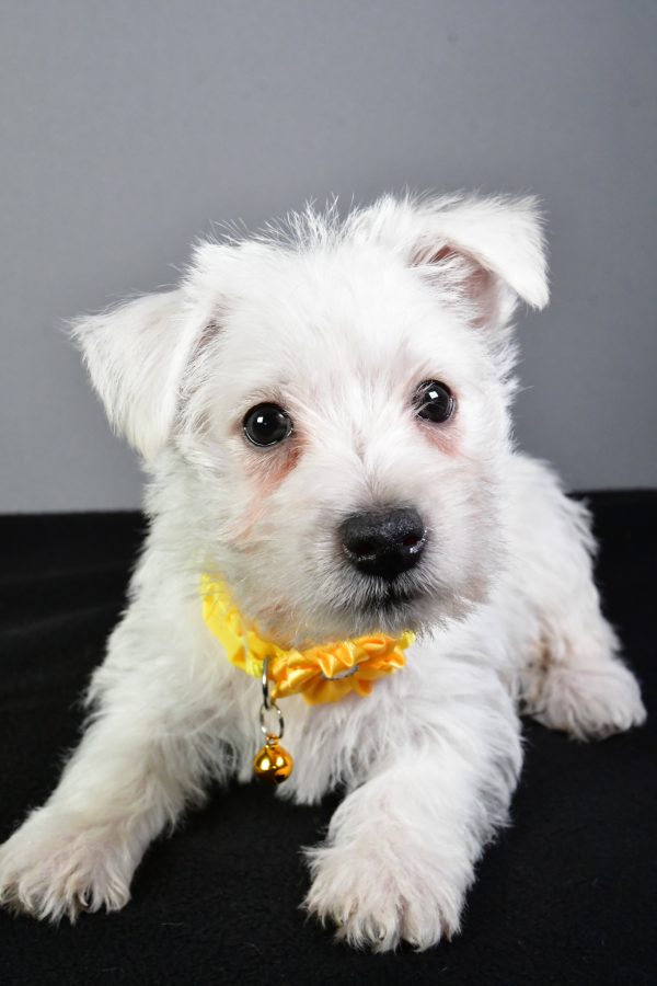 Miss Eva The West Highland White Terrier - Image 5