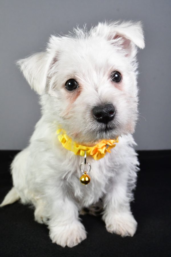 Miss Eva The West Highland White Terrier - Image 3
