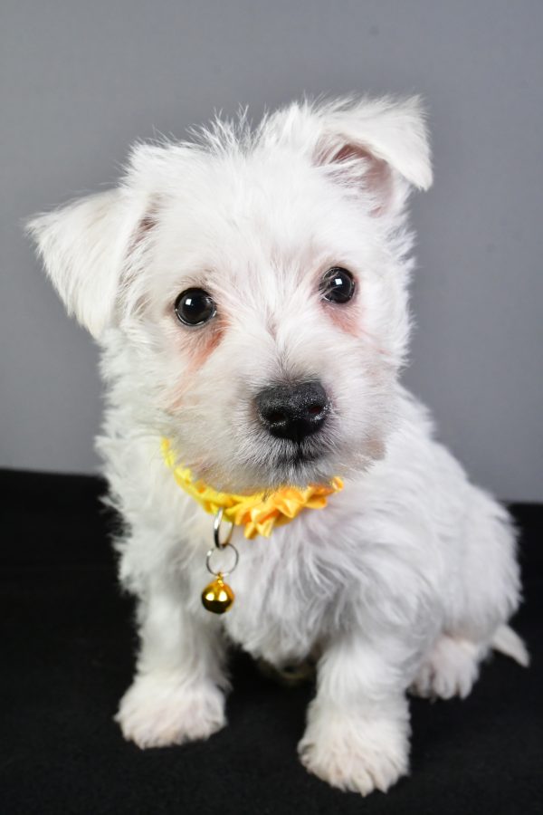 Miss Eva The West Highland White Terrier - Image 2