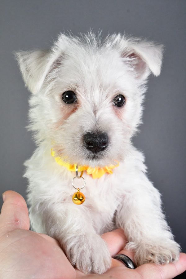 Miss Eva The West Highland White Terrier