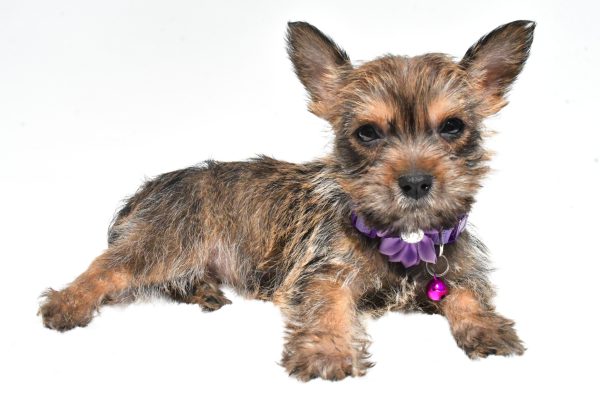 Miss Roxy The Cairn Terrier - Image 7
