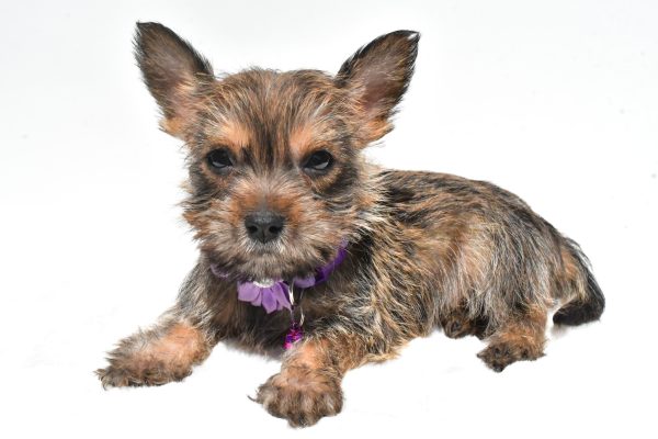 Miss Roxy The Cairn Terrier - Image 6