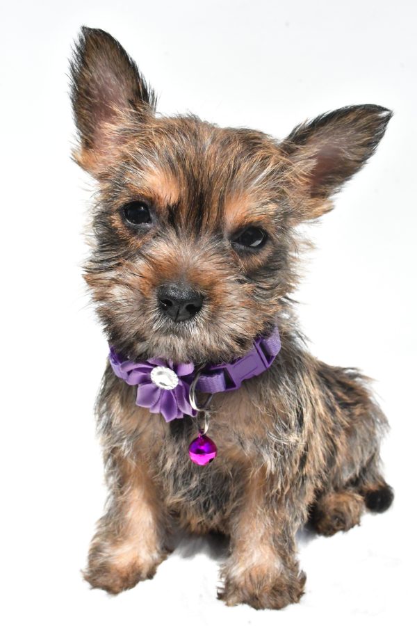 Miss Roxy The Cairn Terrier - Image 2