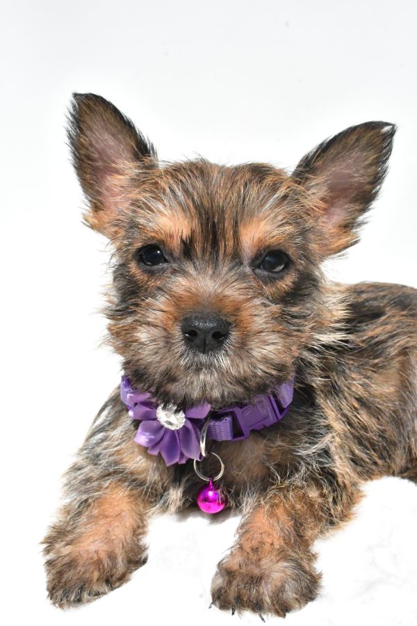 Miss Roxy The Cairn Terrier - Image 3