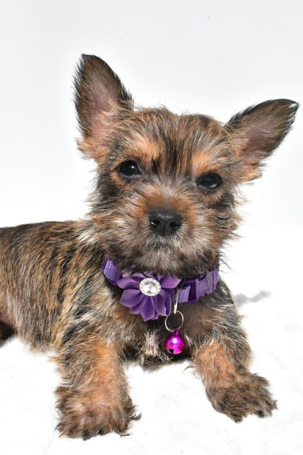 Miss Roxy The Cairn Terrier - Image 4