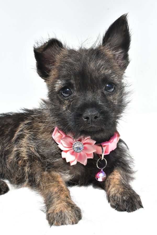 Miss Rita The Cairn Terrier - Image 5