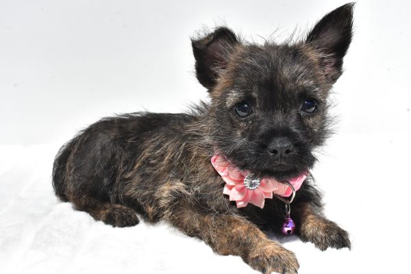 Miss Rita The Cairn Terrier - Image 7