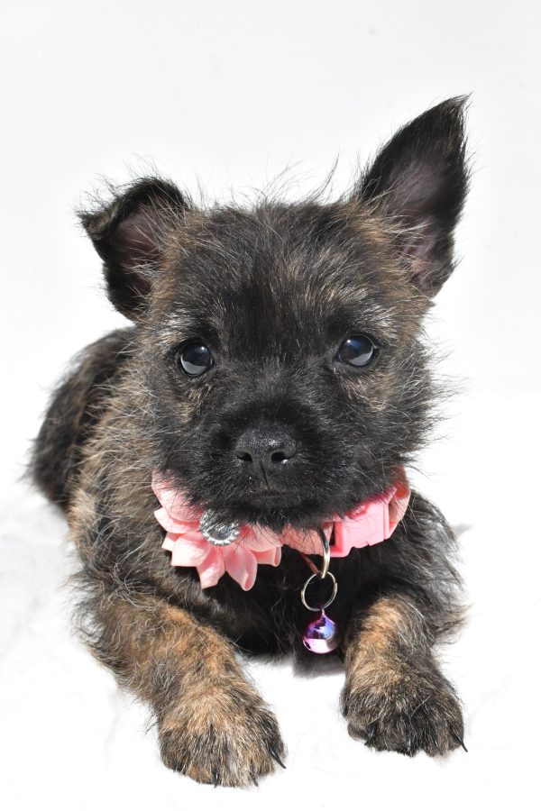 Miss Rita The Cairn Terrier - Image 6