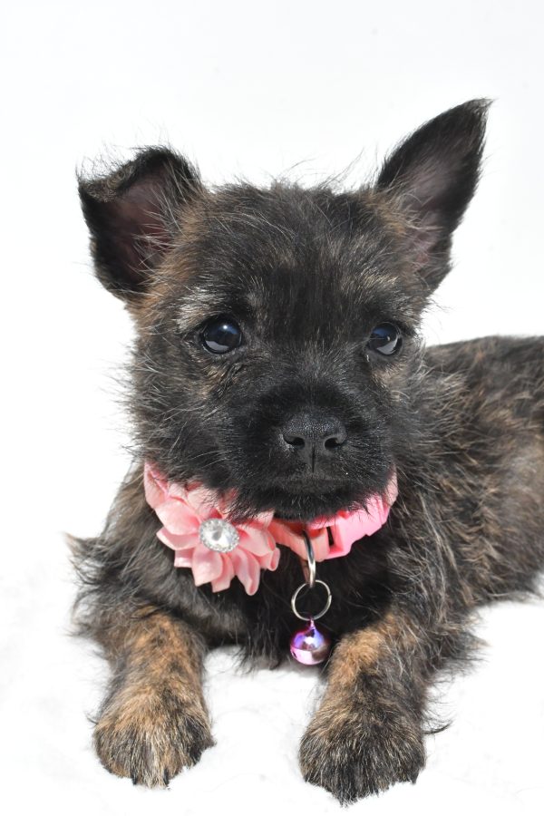 Miss Rita The Cairn Terrier - Image 4