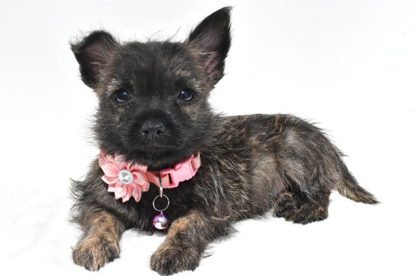 Miss Rita The Cairn Terrier - Image 8