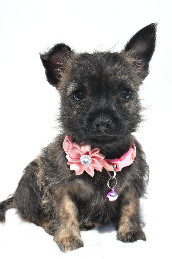 Miss Rita The Cairn Terrier - Image 2