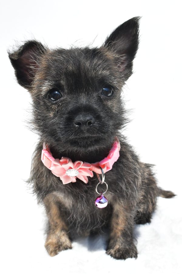 Miss Rita The Cairn Terrier - Image 3